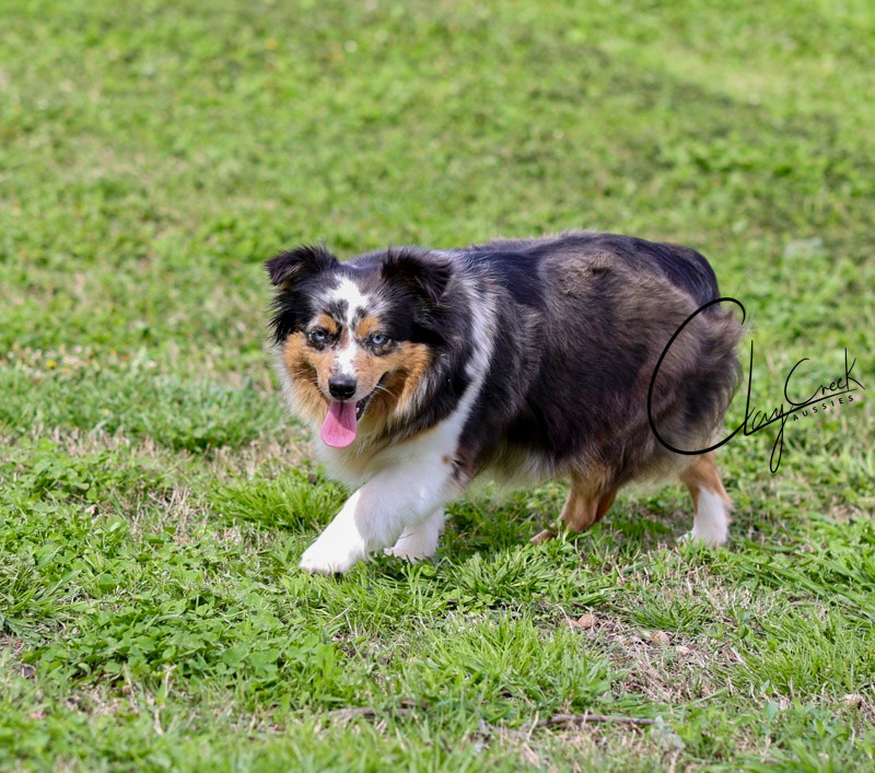 Clay Creek Aussies proudly presents Cricket, a minimal merle blue merle female. clay_creek_cricket