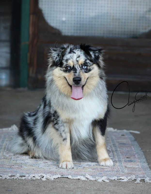 Clay Creek Aussies proudly presents Fibs - a blue merle female with marbled eyes. cca_fibs