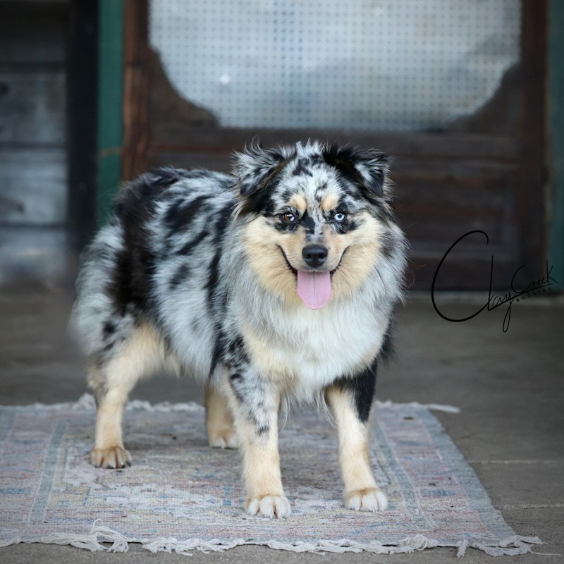 Clay Creek Aussies proudly presents Fibs - a blue merle female with marbled eyes. cca_fibs