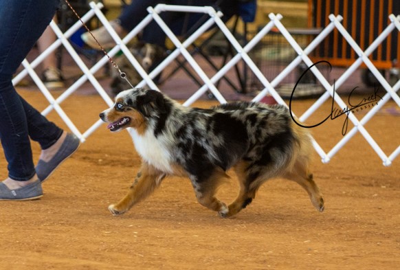 Saucy doing her thing in the show ring. clay_creek_aussies_saucy_side