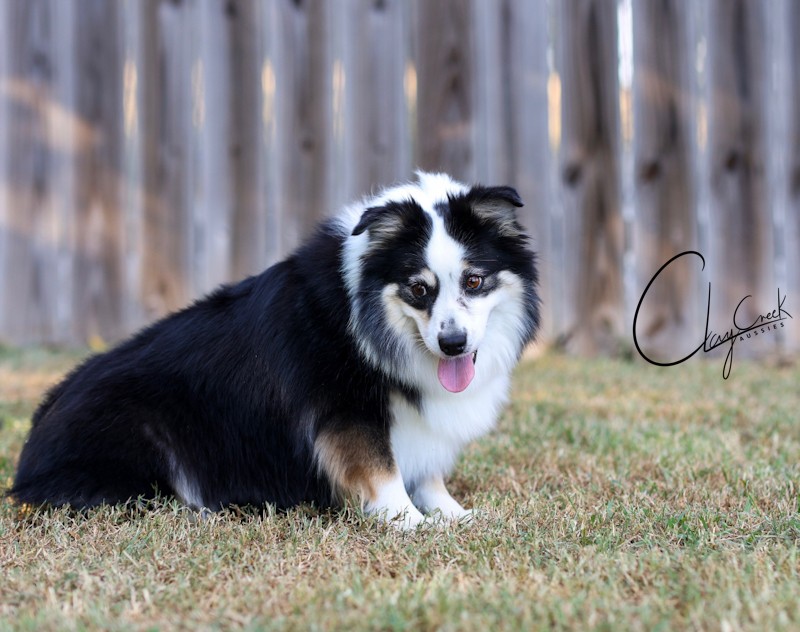 Clay Creek Aussies proudly presents Nighti, a black tri female with brown eyes. clay_creek_night