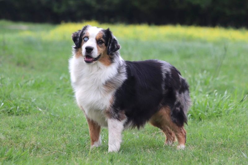 Clay Creek Aussies proudly welcomes back Riata! clay_creek_aussies_riata