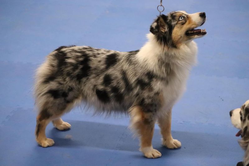 Clay Creek Aussies is proud to add Twister to our female lineup. clay)_creeks_twister