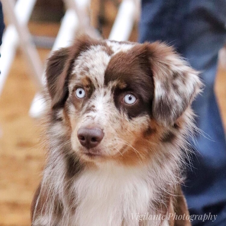 Clay Creek Aussies proudly presents Autry our red merle male with two stunning blue eyes. clay_creek_aussies_autry