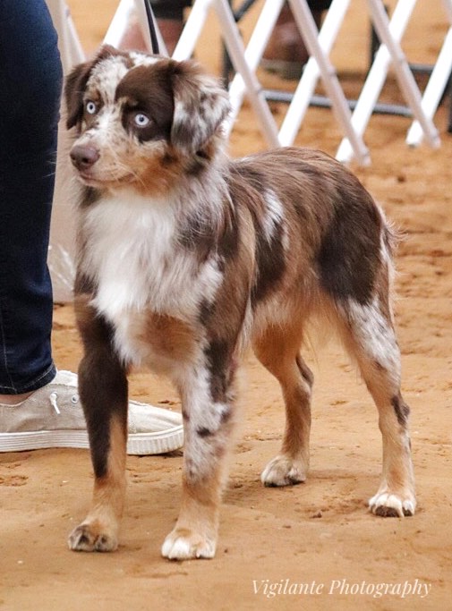 Clay Creek Aussies proudly presents Autry our red merle male with stunning blue eyes. clay_creek_aussies_autry_2