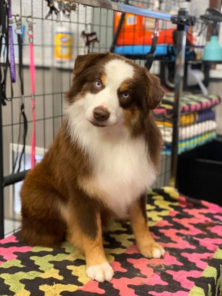 We are so very proud to announce the addition of Chrome to our male lineup! clay_creek_aussies_chrome