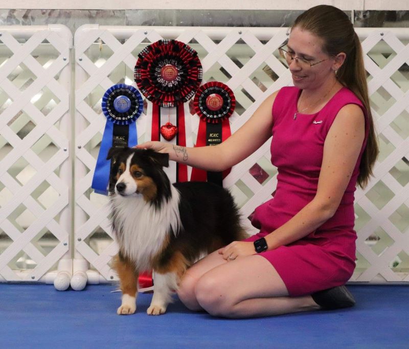 Our handsome Trace shown by Kaylea Dailey at the ICKC show in Terrell, TX. clay_creek_aussies_Trace_ICKC