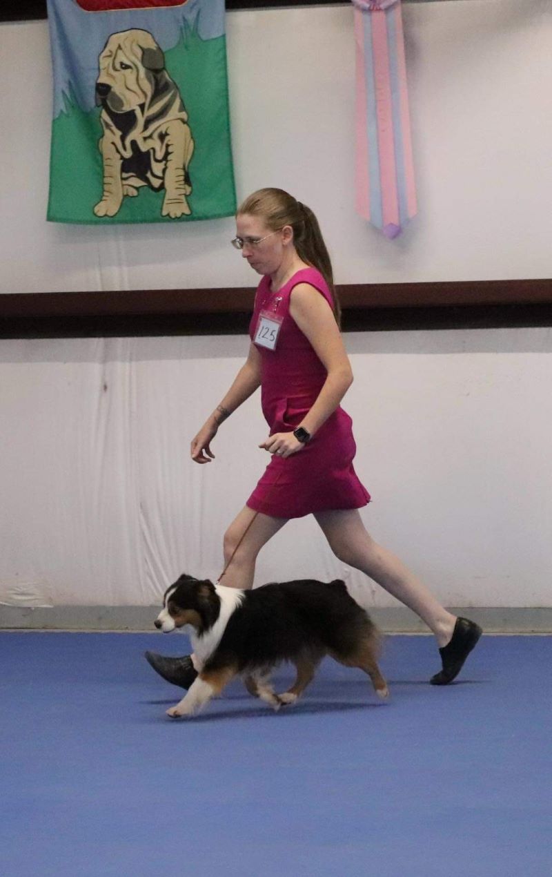 Love this moving picture of Trace at the ICKC show in Terrell, TX. clay_creek_aussies_Trace_moving_out_ICKC