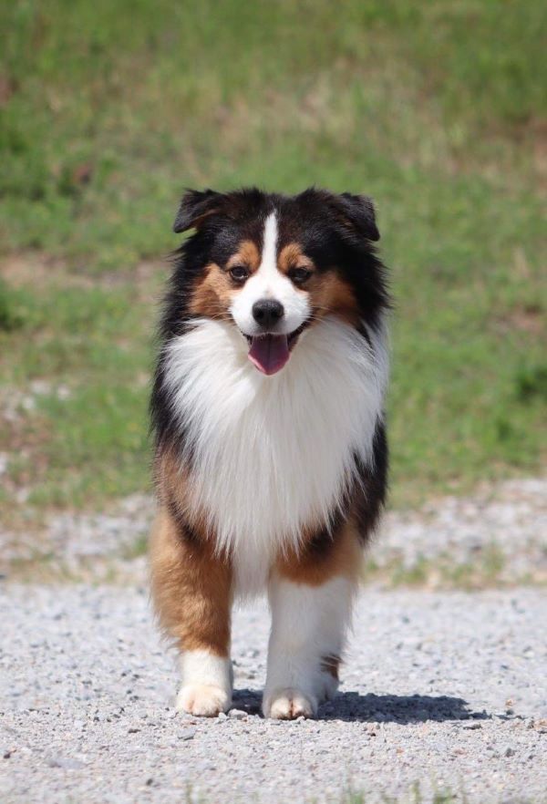 Clay Creek Aussies proudly presents our up and coming stud Trace. clay_creek_aussie_trace_winnings