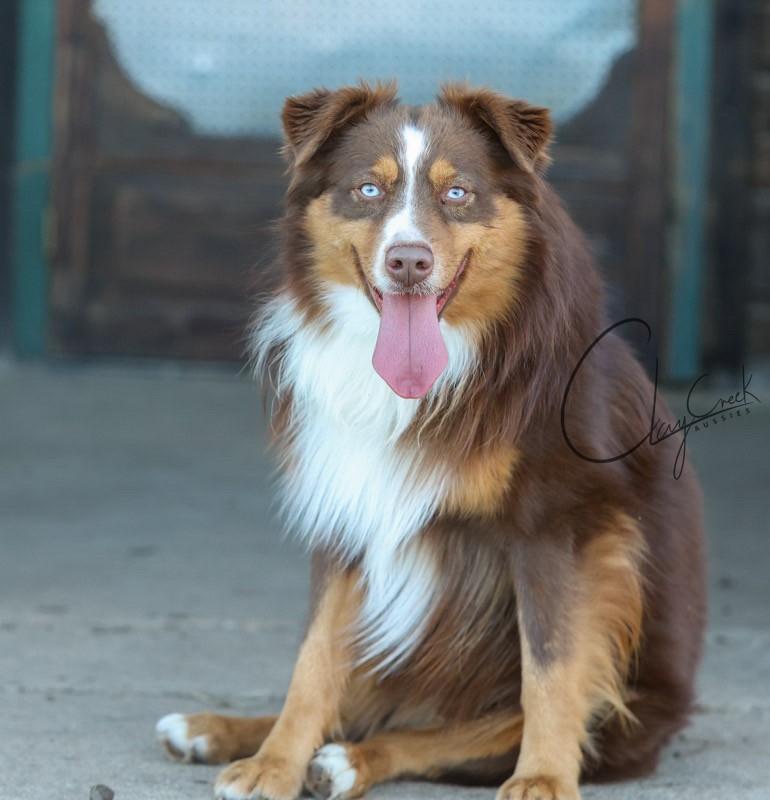 Clay Creek Aussies proudly presents Gamer a red tri male with blue eyes. clay_creek_gamer