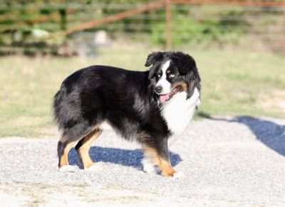 Clay Creek presents Charlie, a black tri male owned by Tin Roof Aussies that we bred to Riata. Charlie